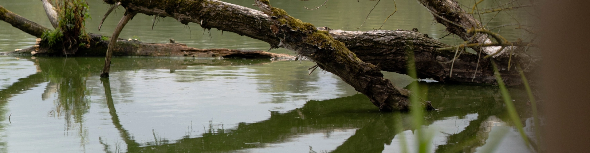 Nationaal Park De Biesbosch