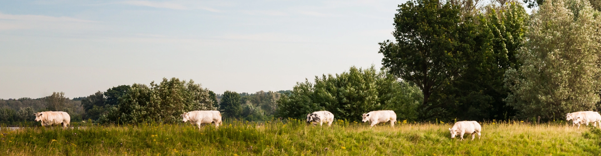 Wandelen in de Biesbosch