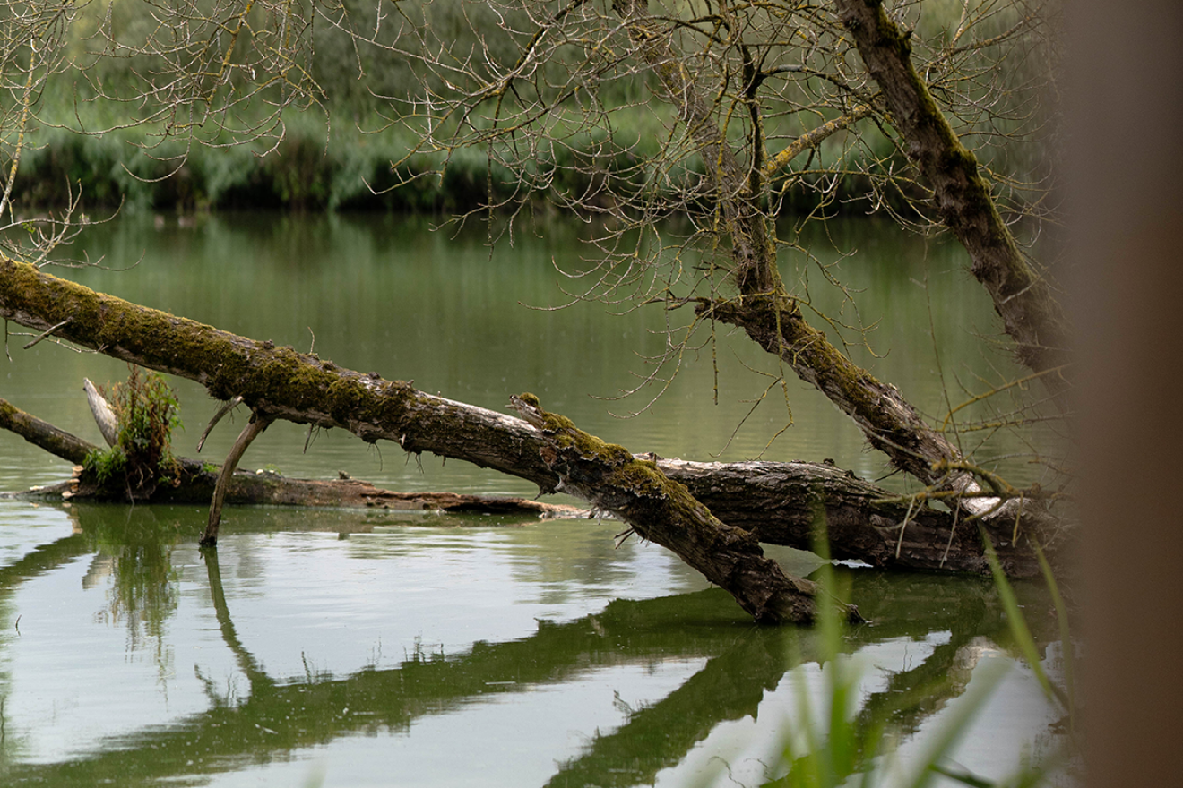 Fluistertocht door de Biesbosch