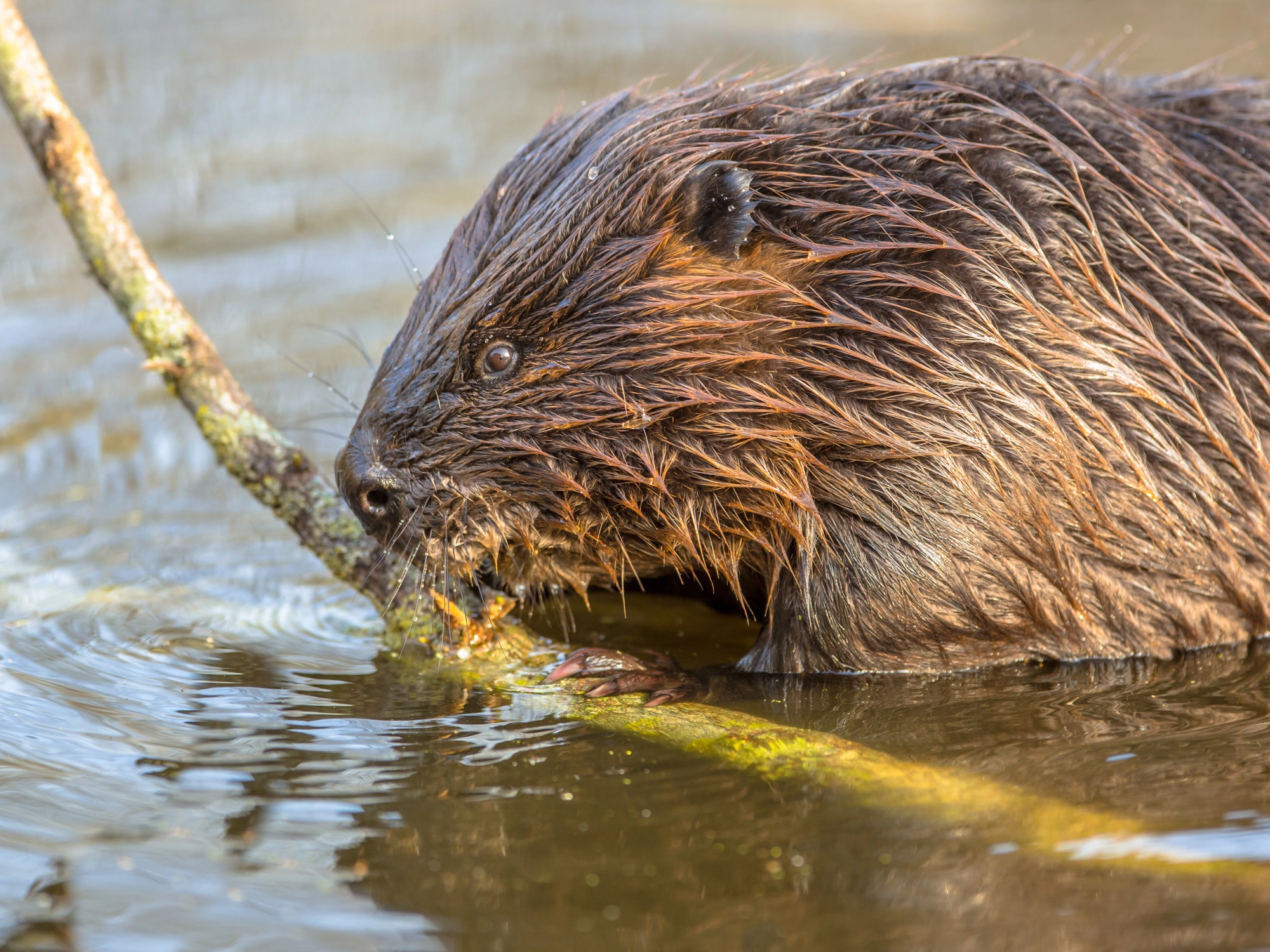 Bevers in de Biesbosch 