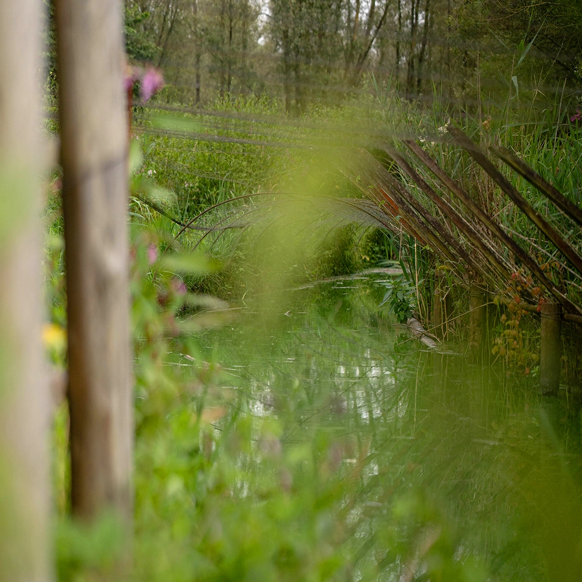 Wandelen of varen met een groep door de Biesbosch